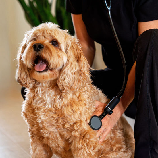 Veterinary pro uses Eko stethoscope to listen to dog's heart