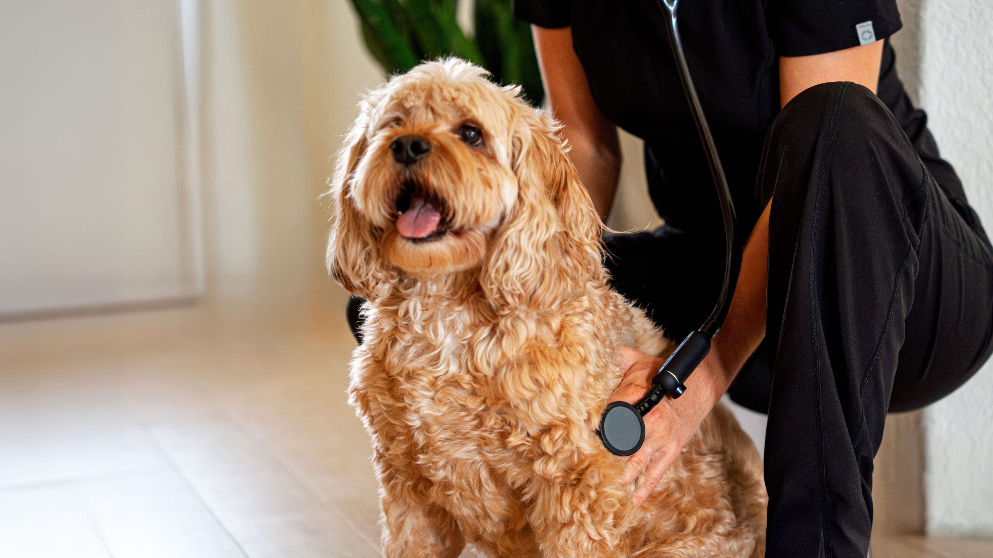 Veterinary pro uses Eko stethoscope to listen to dog's heart