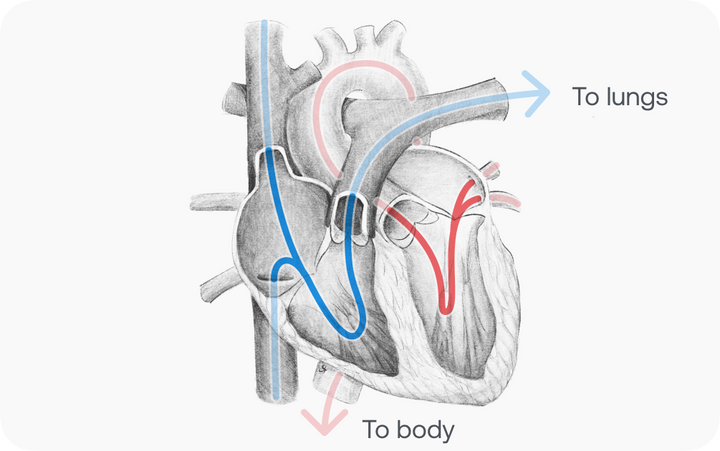 Pencil drawing of the anatomy of the heart and blood flow to and from the lungs and body